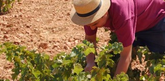 La Solana (Ciudad Real) prohíbe los asentamientos en vendimia