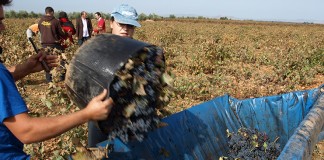 La vendimia se retrasará respecto a la campaña anterior