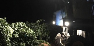 Arranca la vendimia con la recolección de las variedades más tempranas