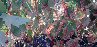 ASAJA-Toledo recomienda a viticultores tratar mosquito verde para prevenir daños futuros