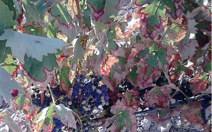 viña mosquito verde 2