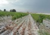 ¿Por qué los agricultores de Castilla-La Mancha no aseguran todo sus viñedos? viña pedrisco