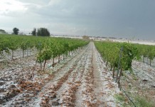 ¿Por qué los agricultores de Castilla-La Mancha no aseguran todo sus viñedos? viña pedrisco