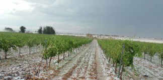 Agroseguro adelanta el pago de indemnizaciones a viticultores de Castilla-La Mancha viña pedrisco