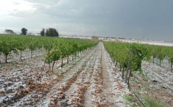 ¿Por qué los agricultores de Castilla-La Mancha no aseguran todo sus viñedos? viña pedrisco