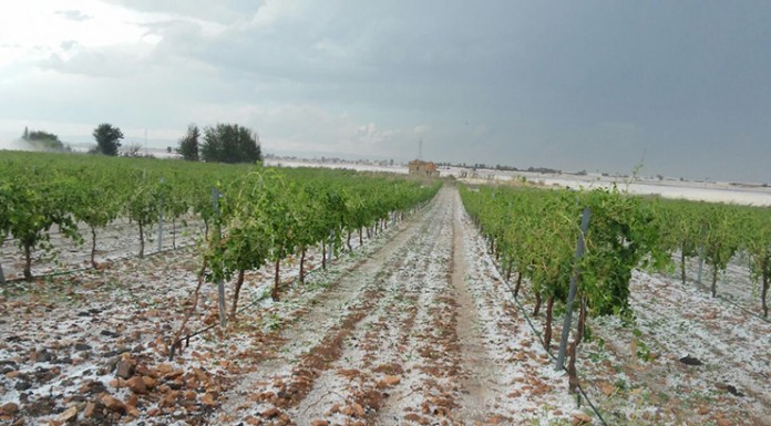 ¿Por qué los agricultores de Castilla-La Mancha no aseguran todo sus viñedos? viña pedrisco