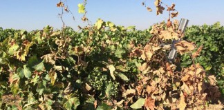 Recomiendan no podar la viña en épocas de lluvia por aumentar el riesgo de enfermedades