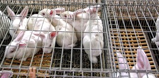 El mercado español de conejos evoluciona favorablemente en precios