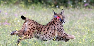 El Parque Nacional de Cabañeros será destino frecuente de linces