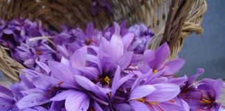 Albacete acoge el II Foro Técnico del Azafrán de La Mancha