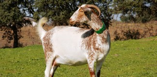La cabra Florida ya puede usar el logotipo de “Raza Autóctona”