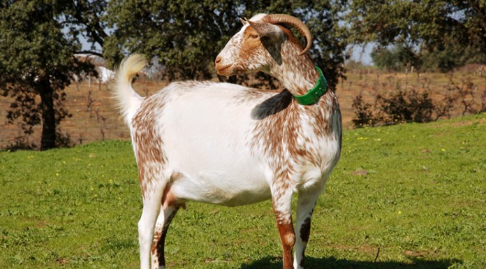 La cabra Florida ya puede usar el logotipo de “Raza Autóctona”