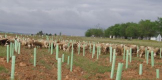 Mejora, acondicionamiento y reforestación de las Cañadas Reales