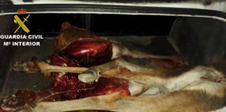 Tres detenidos por la caza furtiva de tres ciervas en Fuencaliente