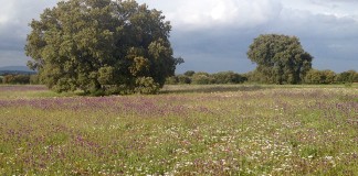 15 millones para ejecutar tratamientos selvícolas en Castilla-La Mancha