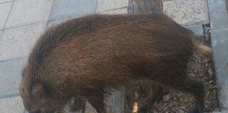 Vídeo. Brutal ataque de un jabalí a una mujer en China jabalí