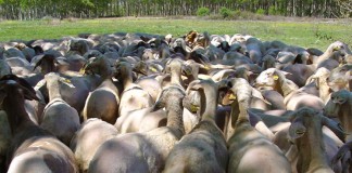 La wohlfahrtiosis afecta a práctica totalidad de rebaños ovinos de Albacete