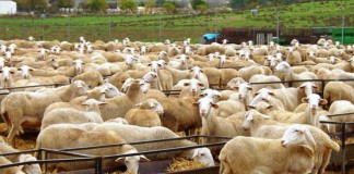 Sigue creciendo la producción de leche de oveja en Castilla-La Mancha