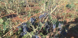 ASAJA CR organiza jornada seguros agrarios en Tomelloso e Infantes