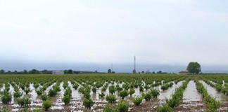 700 hectáreas de viña afectadas por tormentas en provincia de Albacete