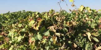 ASAJA Ciudad Real detecta una notable reducción de cosecha de uva