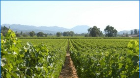 ASAJA Ciudad Real insta a ayuntamientos afectados por zonas ZEPA a presentar alegaciones viñedo