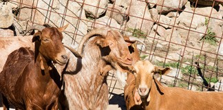 Oleada de problemas acecha a ganaderos ovino y caprino de leche