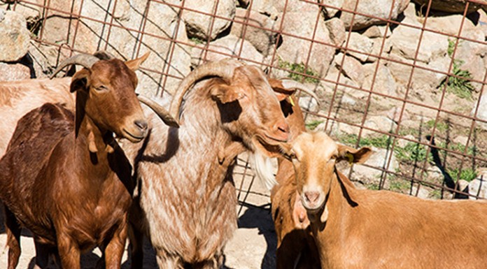 Oleada de problemas acecha a ganaderos ovino y caprino de leche