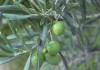 La producción de aceite de oliva se situará por debajo de la campaña anterior