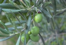 La producción de aceite de oliva se situará por debajo de la campaña anterior