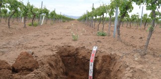 Confirman que abono orgánico del sarmiento mejora calidad del suelo agrícola