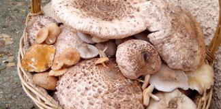 Llegan las tradicionales jornadas micológicas de Saceruela