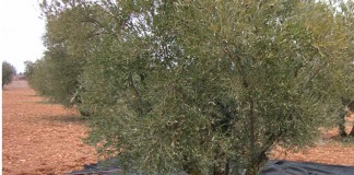 UPA CLM, preocupada por la campaña de aceite