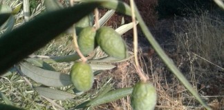 Dos detenidos por el hurto de 3.400 kilos de aceituna