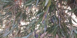 Si no llueve en las próximas semanas podría perderse hasta la mitad de la producción de aceituna en Castilla-La Mancha