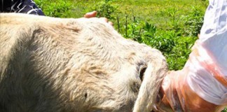 Varias agrupaciones de defensa sanitaria ganadera (ADSG) pierden su condición