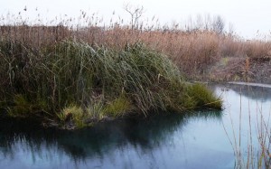 biodiversidad