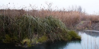 Humedales «al borde del colapso» por mala gestión sequía, según Ecologistas