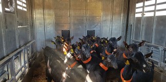 Aumento peso medio canales incrementa la producción de carne de caprino