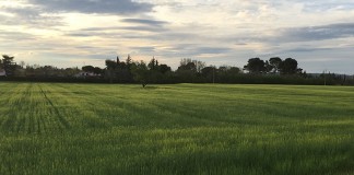 Comienza siembra y hay que cumplir greening para percibir Pago Verde cereales