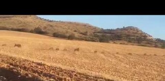 Avalancha de jabalíes