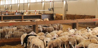 Castilla-La Mancha encabeza las ganaderías de cebo de ovino