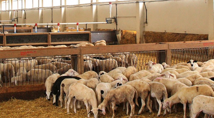 Castilla-La Mancha encabeza las ganaderías de cebo de ovino