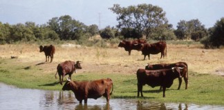 Revisado y actualizado el programa de mejora genética de la raza Retinta