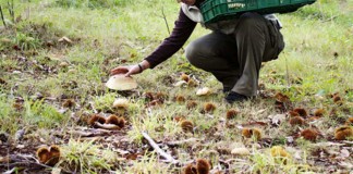 Alegaciones a la Orden de recolección de setas silvestres