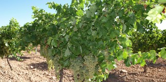 Sigue la escalada de precios, la uva Airén a 3,60 pesetas/kilogrado