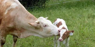 Ayuda para el vacuno de cebo, de 17 a 31,2 euros/animal