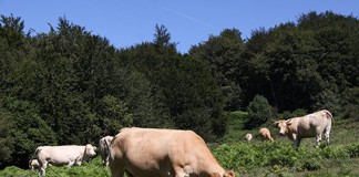 UPA: “En Bruselas no entienden cómo pastan los animales en España”