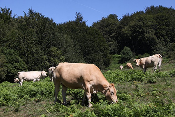 vaca-sierra-gredos-upa