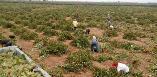 Pide que recolecciones agrarias se hagan respetando normas de coronavirus